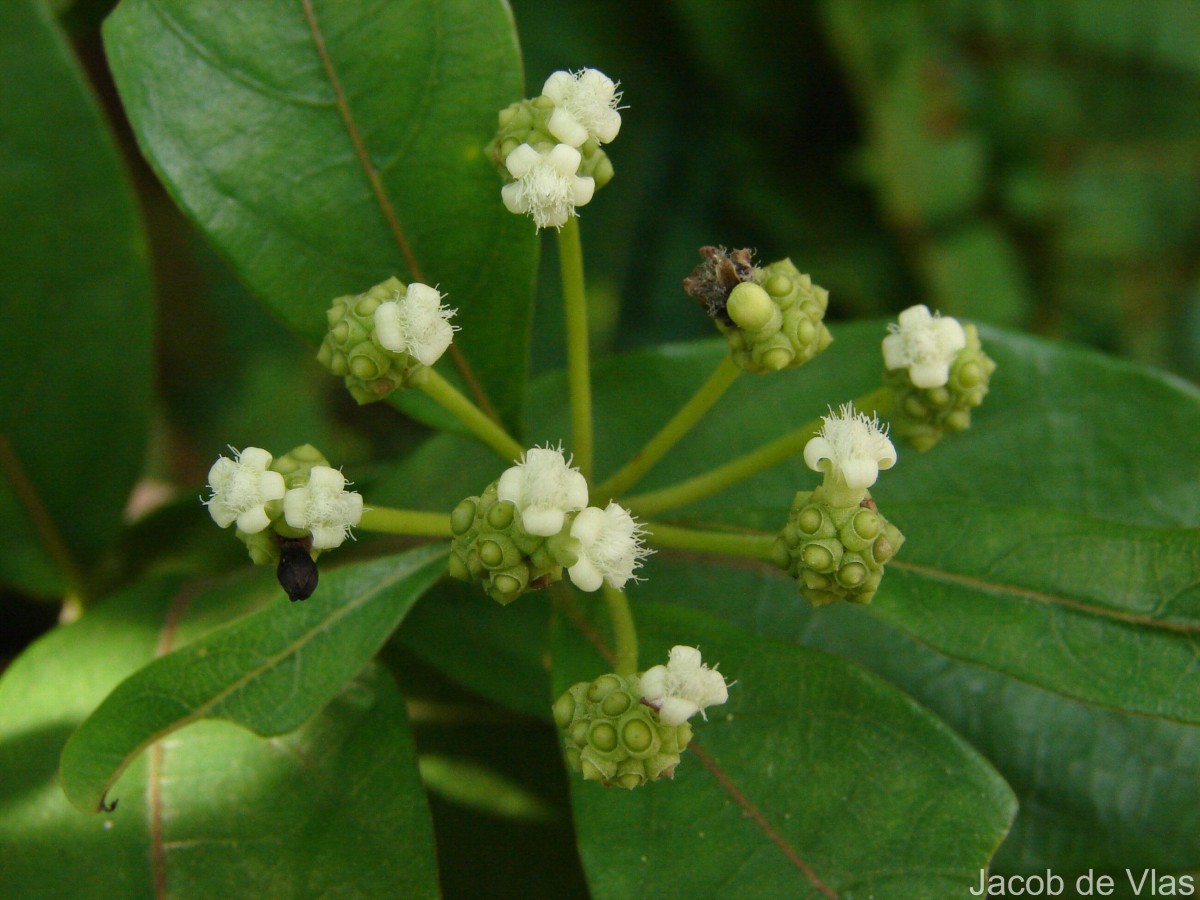 Gynochthodes umbellata (L.) Razafim. & B.Bremer